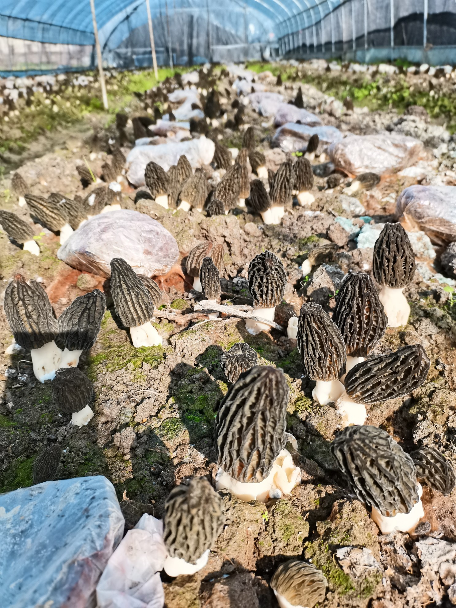 基地生長(cháng)中的羊肚菌