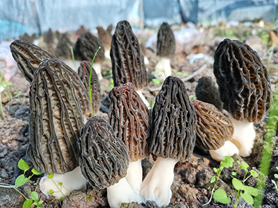 生長(cháng)中的羊肚菌