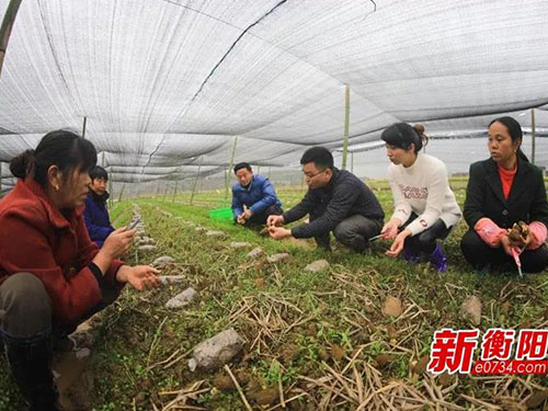 湖南金芙農業(yè)科技有限公司,湖南農業(yè)科技發(fā)展,蛹蟲(chóng)草,藥用菌