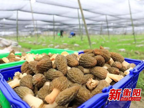 湖南金芙農業(yè)科技有限公司,湖南農業(yè)科技發(fā)展,蛹蟲(chóng)草,藥用菌