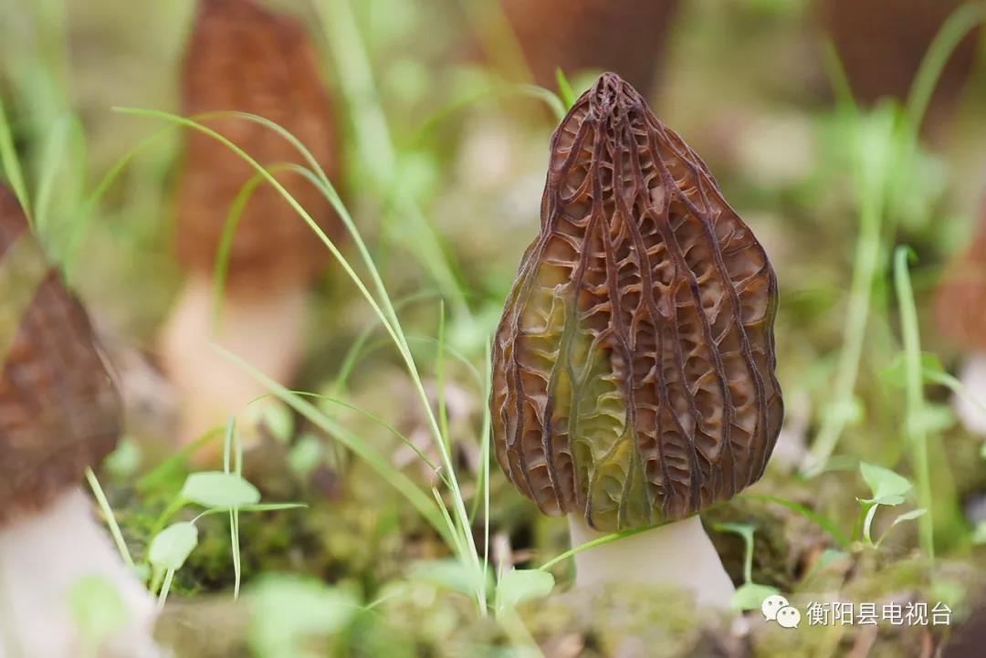 湖南金芙農業(yè)科技有限公司,湖南蛹蟲(chóng)草,湖南羊肚菌,蛹蟲(chóng)草,羊肚菌,龍新,蟲(chóng)草酒哪里好,衡陽(yáng)食用菌,衡陽(yáng)羊肚菌,衡陽(yáng)蛹蟲(chóng)草
