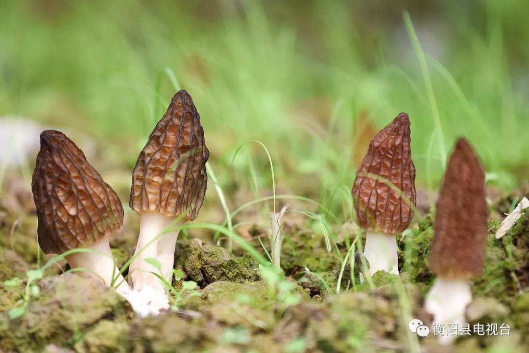 湖南金芙農業(yè)科技有限公司,湖南蛹蟲(chóng)草,湖南羊肚菌,蛹蟲(chóng)草,羊肚菌,龍新,蟲(chóng)草酒哪里好,衡陽(yáng)食用菌,衡陽(yáng)羊肚菌,衡陽(yáng)蛹蟲(chóng)草