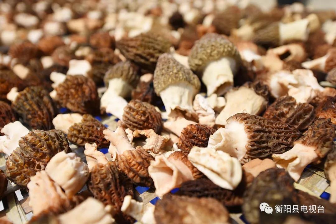 湖南金芙農業(yè)科技有限公司,湖南蛹蟲(chóng)草,湖南羊肚菌,蛹蟲(chóng)草,羊肚菌,龍新,蟲(chóng)草酒哪里好,衡陽(yáng)食用菌,衡陽(yáng)羊肚菌,衡陽(yáng)蛹蟲(chóng)草