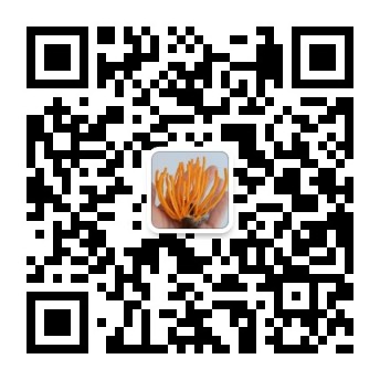 湖南金芙農業(yè)科技有限公司,湖南蛹蟲(chóng)草,湖南羊肚菌,蛹蟲(chóng)草,羊肚菌,龍新,蟲(chóng)草酒哪里好,衡陽(yáng)食用菌,衡陽(yáng)羊肚菌,衡陽(yáng)蛹蟲(chóng)草